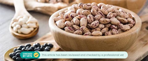 Can Cats Eat Beans TrustedHousesitters